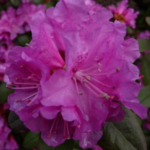 Rhododendron PJM Regal Small Light Purple Blooms Will Grow to Five Feet 3 Container Size Plant Hardy to 25 F image 2