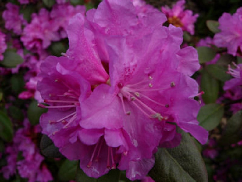 Rhododendron PJM Regal Small Light Purple Blooms Will Grow to Five Feet 3 Container Size Plant Hardy to 25 F image 2