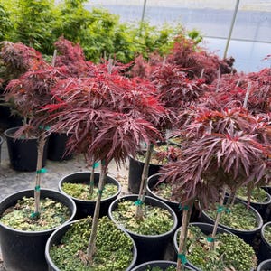 Red Dragon Japanese Maple Tree (Acer palmatum dissectum 'Red Dragon') – Weeping Red Maple | Zones 5-9- #3 Container Size- 20-30" Height