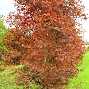 May include: A vibrant Japanese maple tree with deep red leaves. The tree is in full foliage, with a dense canopy of leaves. The leaves are a rich, reddish-brown color, and the tree is set against a backdrop of green grass.