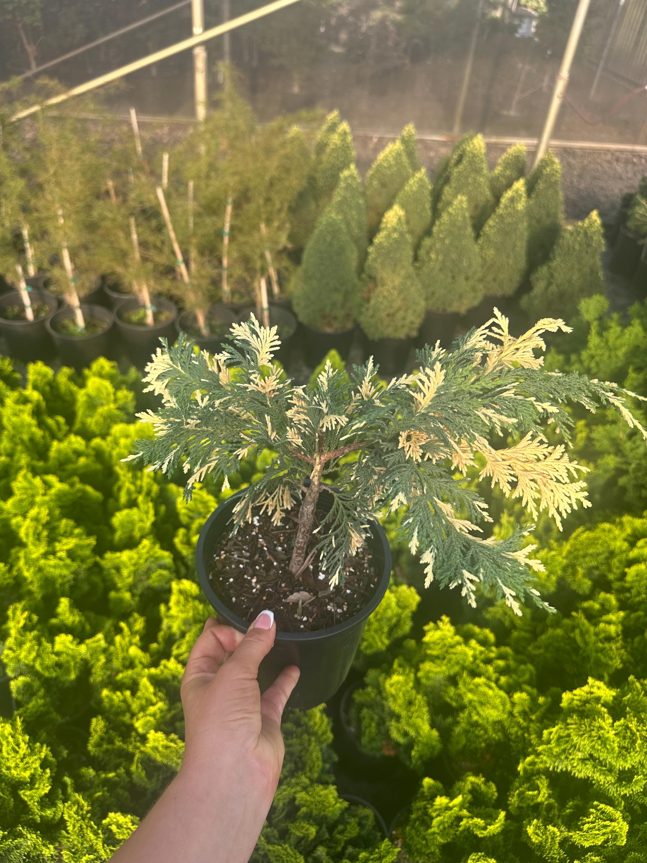 Chamaecyparis Nootkatensis 'sparkling Arrow' Variegated Weeping