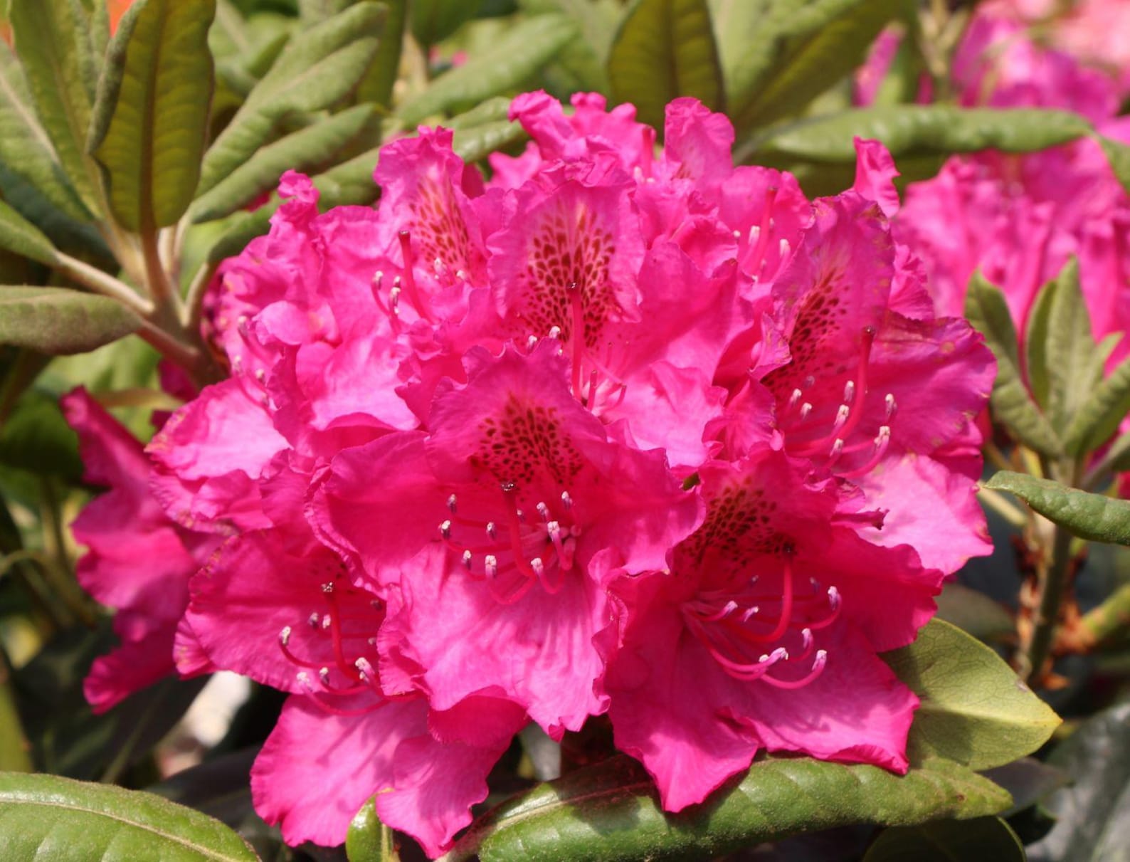 Rhododendron ‘pearce’s American Beauty’ – Deep Red Late-season Blooms ...