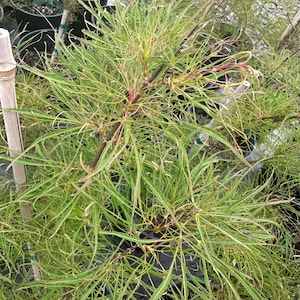 May include: A close-up of a green plant with long, thin, and slightly curved leaves. The leaves have a variegated pattern with lighter green and yellow hues. The stems are reddish-brown, and the plant is in a black pot.
