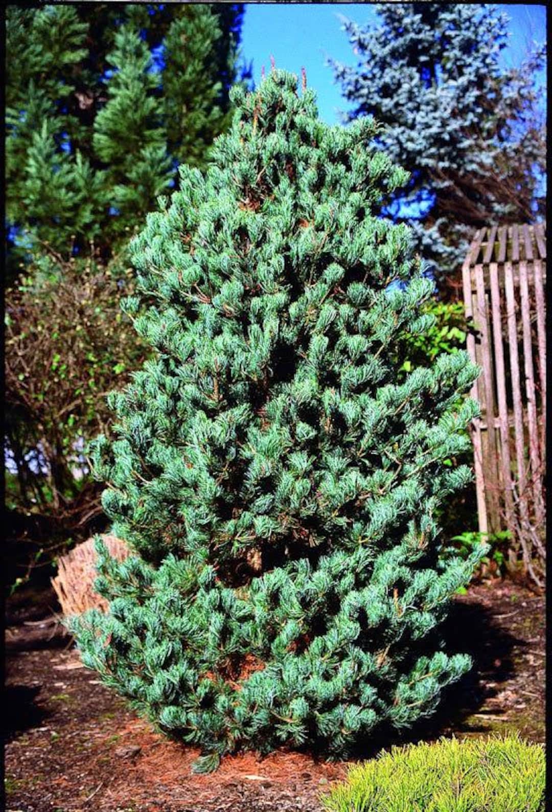 pinus-parviflora-cleary-blue-japanese-white-pine-zones-5-7-3