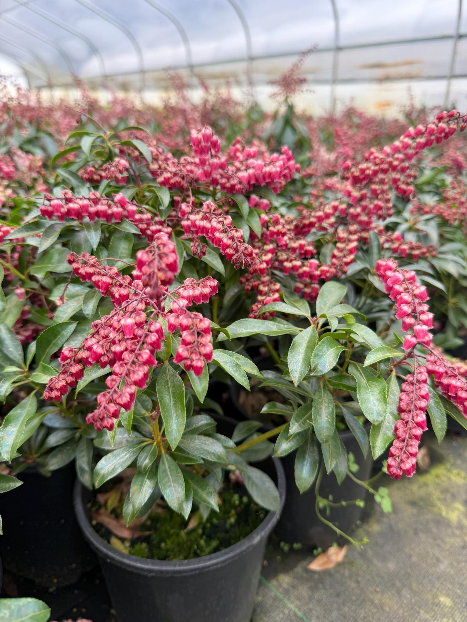 Pieris 'valley Valentine' Beautiful Early Spring Blooms- #1 Container ...