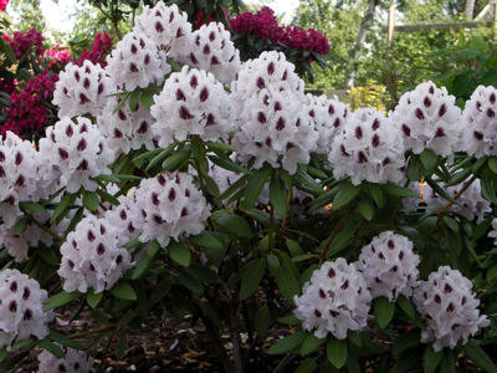 Rhododendron Calsap White Blooms with a Dark Purple Blotch Etsy