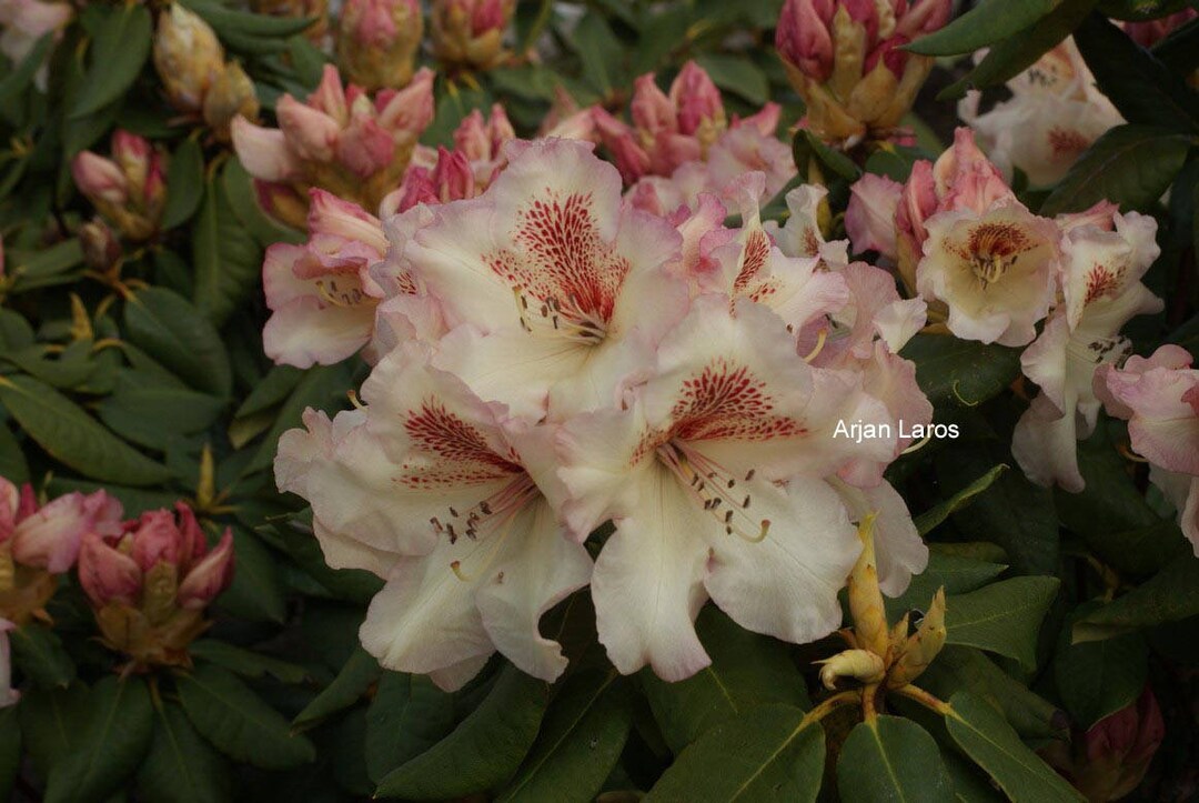 Rhododendron Mrs. Betty Robinson - Stunning Yellow and Red Blooms ...