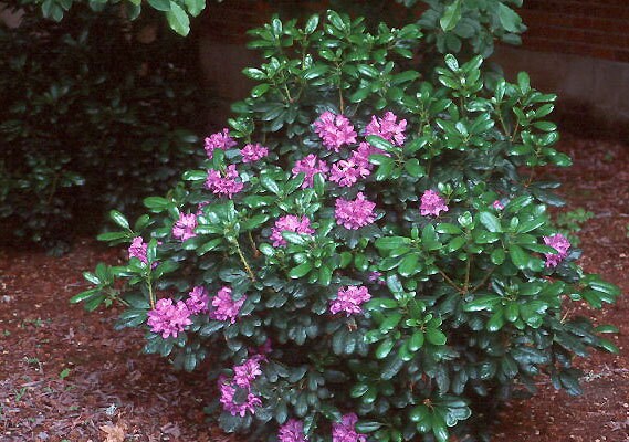 Rhododendron 'daphnoides' - Purple Blooms - Hardy to -10 F Degrees ...