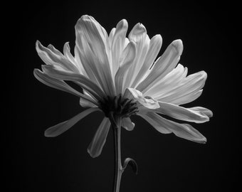 Minimalist Jumbo Chrysanthemum, Black and White Photography, Printable Wall Art