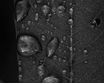 Minimalist Photography Print, Macro Leaf with Water Droplets, Black and White, Printable Wall Art