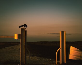 Nature Photography, Printable Art, Landscape Wall Decor, Black Bird in the Everglades