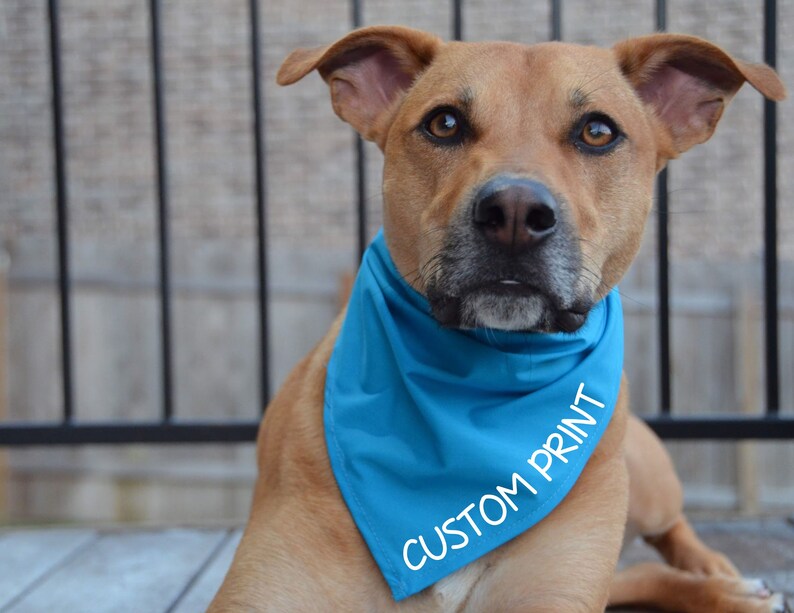 May include: A brown and tan dog wearing a bright blue bandana with the text "CUSTOM PRINT" in white.