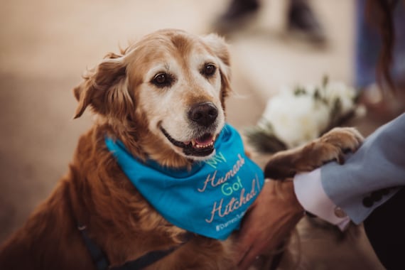 Bandana rosa flores mascotas - Accesorios para mascotas