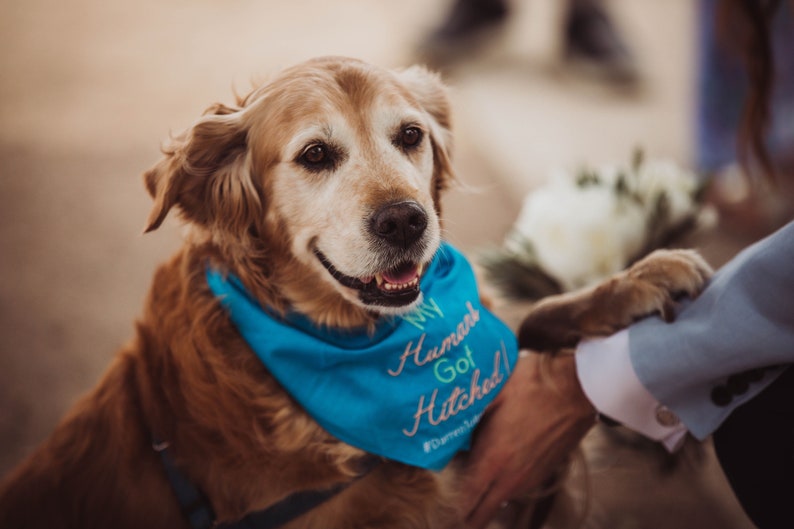 Custom Dog Bandanas Create Your Own Pet Accessories with Personalized Text and Graphics Free Shipping image 10