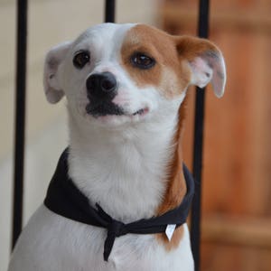 May include: A white and brown dog with black ears and a black bandana around its neck. The dog is looking to the right of the frame.