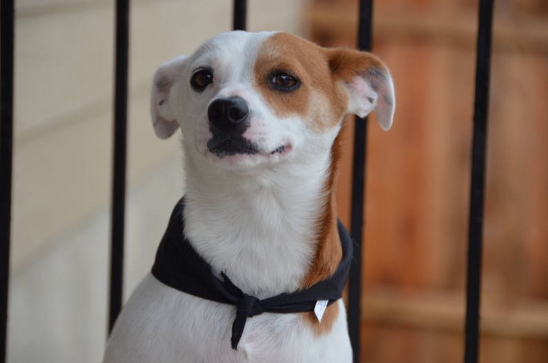 May include: A white and brown dog with black ears and a black bandana around its neck. The dog is looking to the right of the frame.