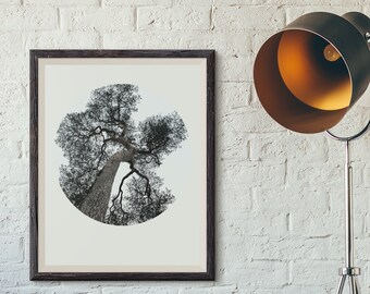 Looking up circle photo print - Nature woods tree style photography / landscape / modern art / unframed / custom sizes