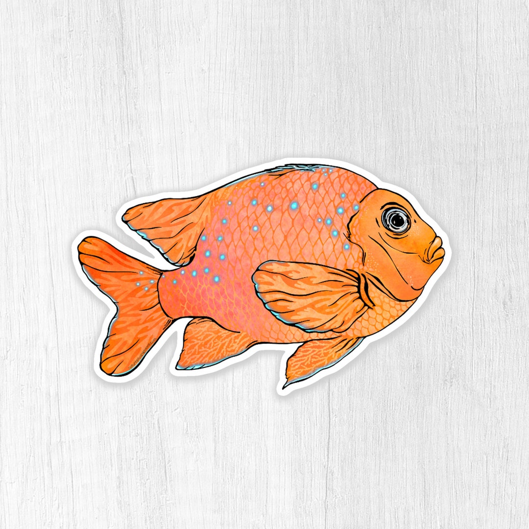 Garibaldi Fish Weatherproof Vinyl Sticker With Transparent Edges