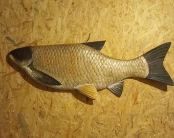 Grass carp, Ctenopharyngodon idella, 36-40 inches 3D wall wooden fish, one side hand carved and painted, fish carving for order