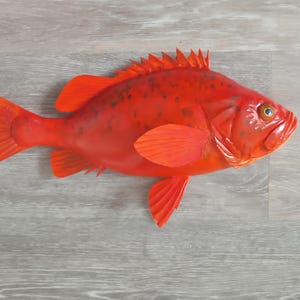 Pode incluir: Um peixe vermelho com uma barbatana espinhosa na cabeça. O peixe tem um padrão salpicado e uma boca grande.