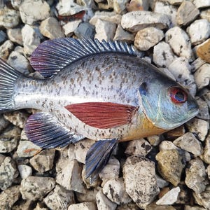May include: A detailed, hand-painted fish figurine with a silver body, red and purple fins, and a yellow underbelly. The fish is resting on a bed of small, light-colored rocks. The fish's eye is red.