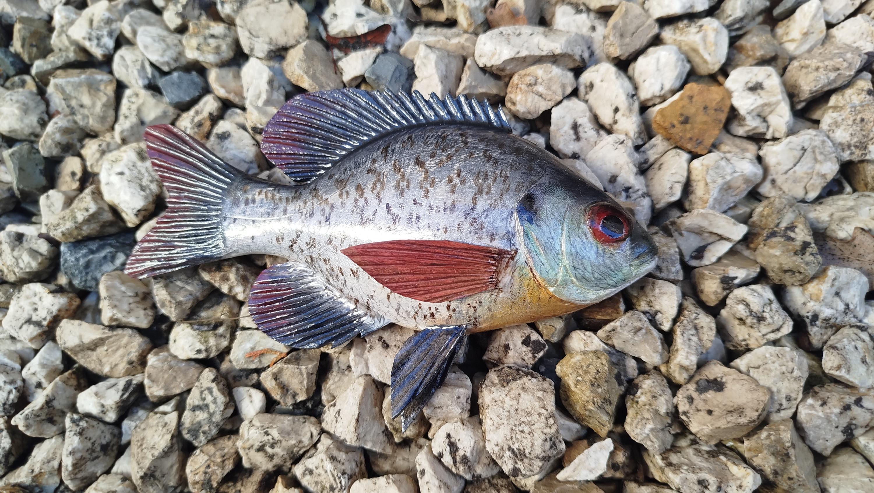 Taxidermy sunfish - Etsy 日本