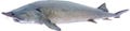 Kaluga sturgeon, Huso dauricus, 17-21 inches 3D wooden fish, both sides hand carved and painted, fish carving, fishing trophy