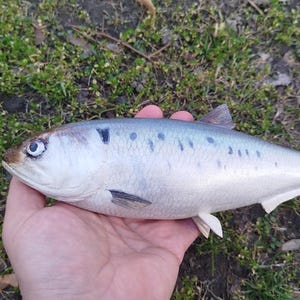 May include: A silver fish with dark spots and a dark fin is held in a hand. The fish has a light blue hue and a dark tail fin. The background is green grass.