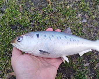 Twait shad, Alosa fallax, Finte, 9-12 inches 3D wooden fish, both sides hand carved and painted,fishing trophy,fish carving for order