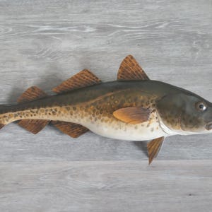 May include: A detailed image of a fish, featuring a dark olive-green back that fades into a speckled tan and white belly. The fins are reddish-brown, and the fish has a distinct mouth and barbels.