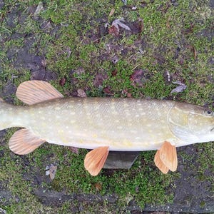 Northern pike, Esox lucius, Pike, 26-30 inches 3D wall wooden fish, one side hand carved and painted, fishing trophy, fish carving for order