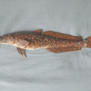 Pode incluir: Um peixe castanho e branco com um corpo longo e delgado e um focinho pontudo. O peixe tem um padrão manchado e está deitado sobre uma superfície azul clara.