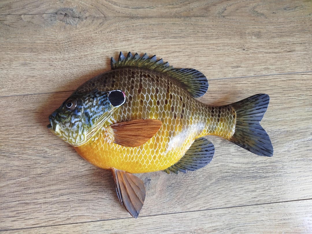 Pumpkinseed Sunfish, Lepomis Gibbosus,common Sunfish,9-12 Inches