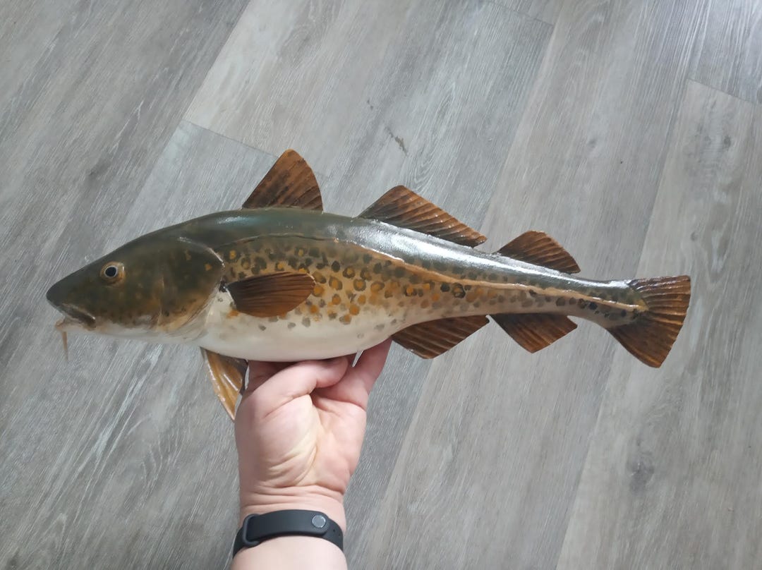Atlantic Cod, Gadus Morhua, Cod, 17-21 Inches 3D Wooden Fish, Both ...