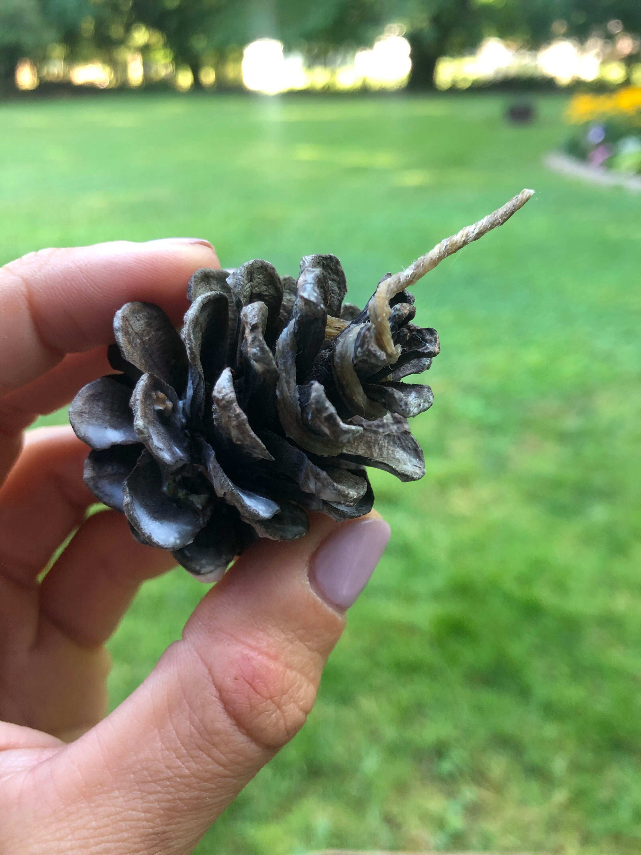 PINE CONE fire starters Etsy