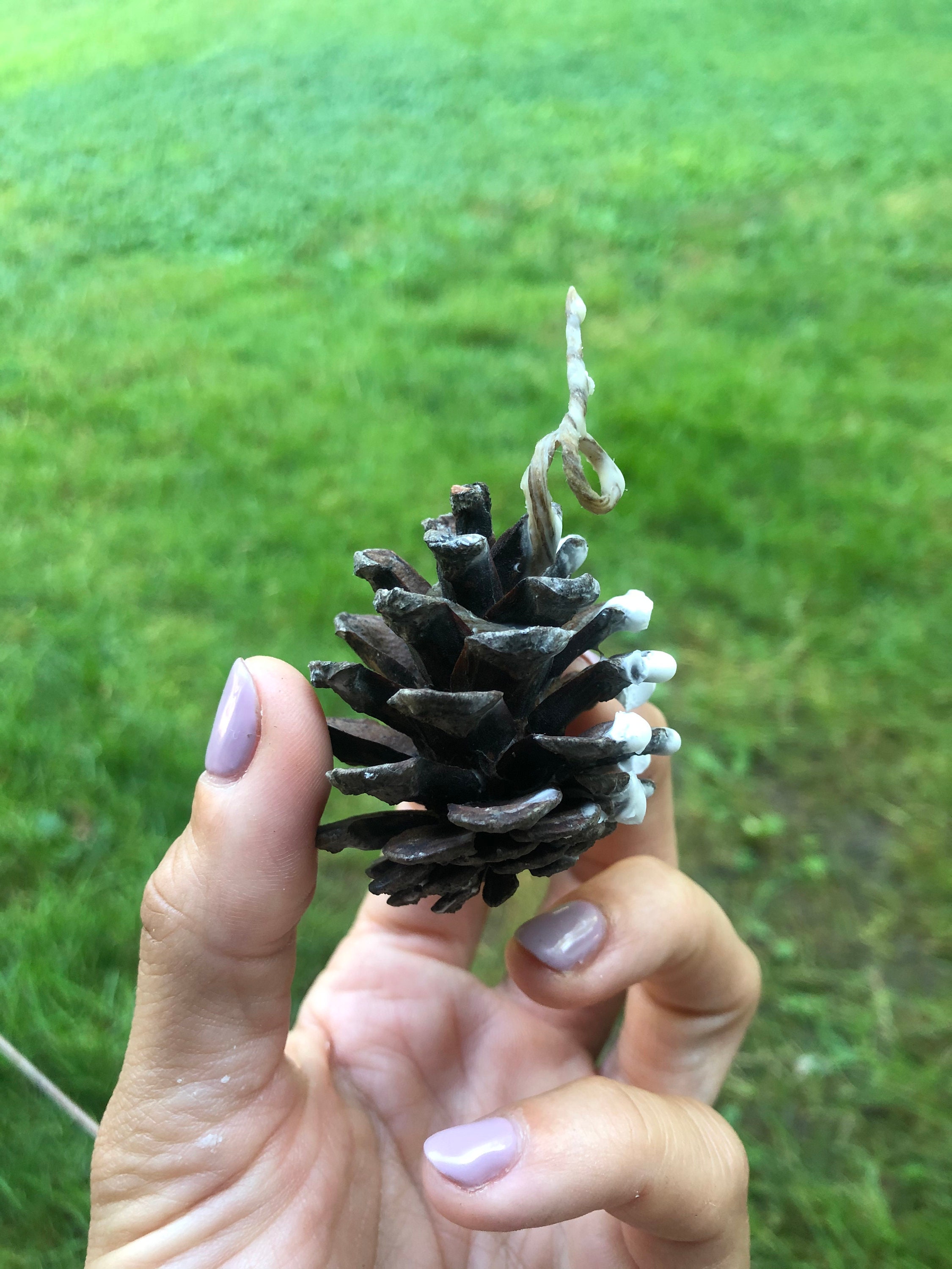 PINE CONE fire starters Etsy