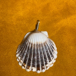 Pode incluir: Uma concha branca com listras marrons e um laço prateado preso ao topo. A concha está sobre um fundo amarelo.