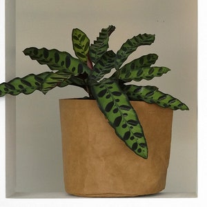 Peut inclure: Une plante verte et noire à motifs dans un pot en papier brun. Le pot est posé sur une étagère blanche.