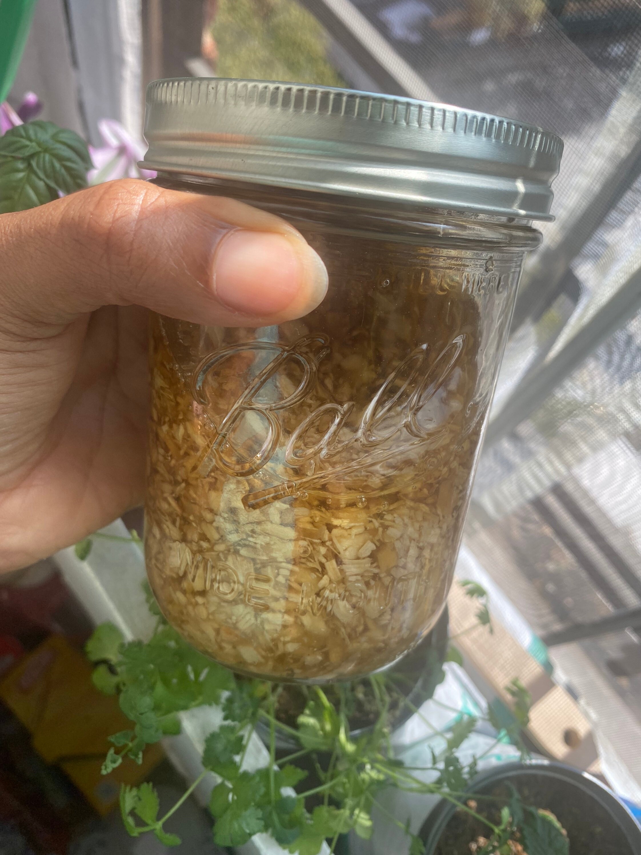 Handcrafted Tinctures Pre Order New Batch Stinging Nettle Leaf