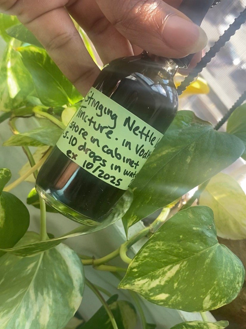 Handcrafted Tinctures Pre Order New Batch Stinging Nettle Leaf