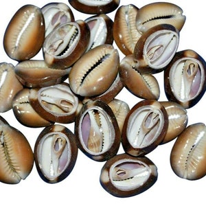 Snake Head Cowrie Shells Tiger Sea Shell Loose Assorted Bulk 50pc SHCS-LB50