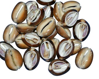 Snake Head Cowrie Shells Tiger Sea Shell Loose Assorted Bulk 50pc SHCS-LB50