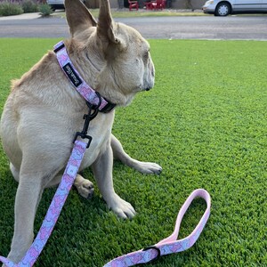 May include: A light brown French Bulldog wearing a pink and white dog collar with the text "dog whisperer" on it. The dog is sitting on a green artificial grass surface and is looking to the right. The dog is attached to a pink and white leash with a black metal clasp.