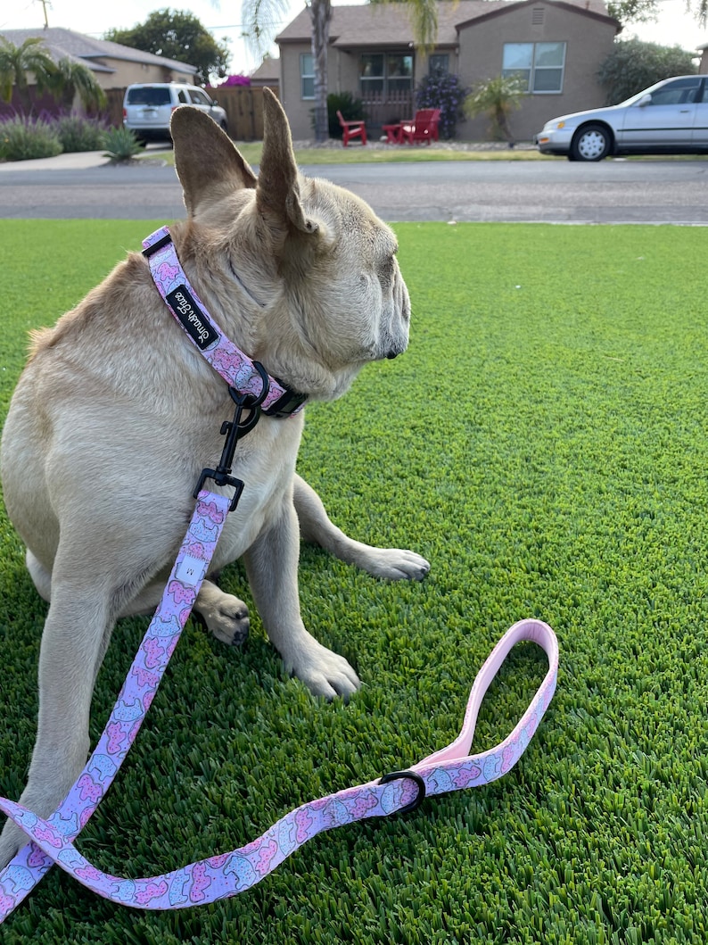 May include: A light brown French Bulldog wearing a pink and white dog collar with the text "dog whisperer" on it. The dog is sitting on a green artificial grass surface and is looking to the right. The dog is attached to a pink and white leash with a black metal clasp.