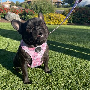 May include: A black French bulldog wearing a pink and white dog harness with a cookie pattern and the text "Smash Face". The dog is sitting on green grass.