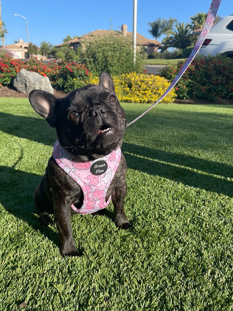 May include: A black French bulldog wearing a pink and white dog harness with a cookie pattern and the text "Smash Face". The dog is sitting on green grass.