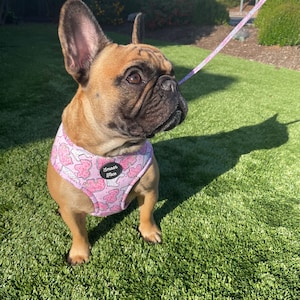 May include: A French bulldog wearing a pink dog harness with a cookie pattern and the text "Smash Face" on it. The dog is standing on green grass.
