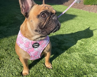 FREE SHIPPING! Smash Face Animal Cookie Print Dog Harness/ Collar/ Leash Set sz M and L. Breathable, Flexible, Washable, and Fun Prints!
