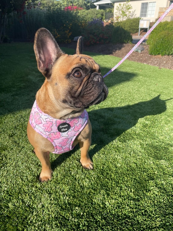 FREE SHIPPING! Smash Face Animal Cookie Print Dog Harness/ Collar/ Leash Set sz M and L. Breathable, Flexible, Washable, and Fun Prints!