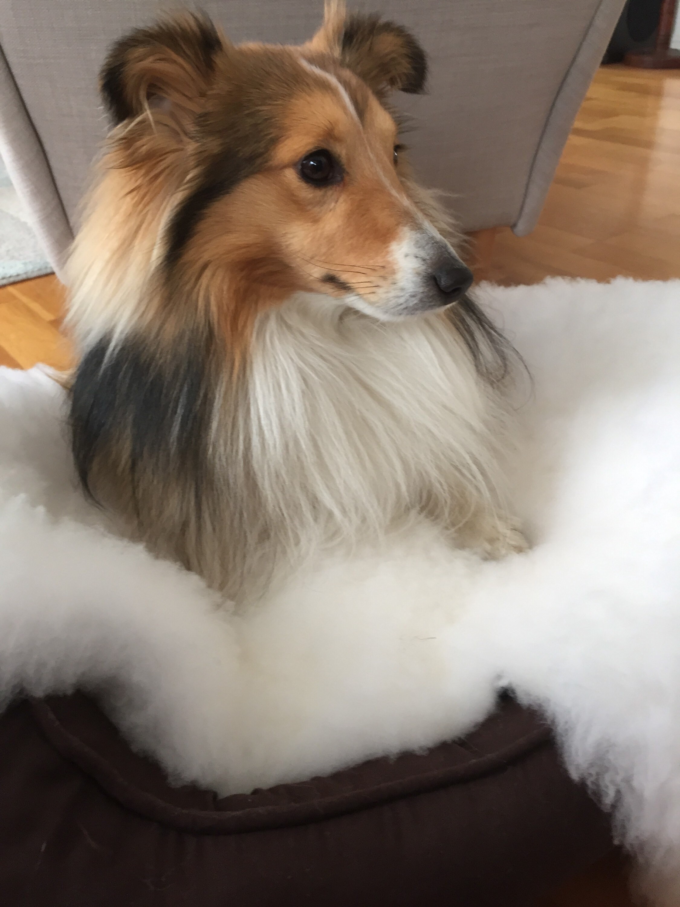 Washable pet blanket from real lambskin sheepskin rug for cat Etsy